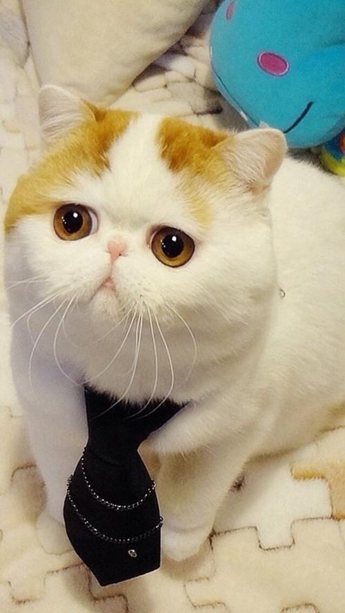 ձͣ׼뾳 Ӣ䶨ڿ˺ͣ